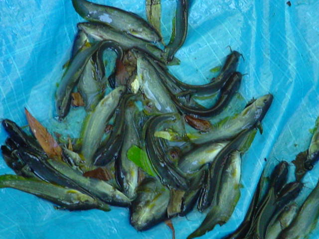 Australian fish