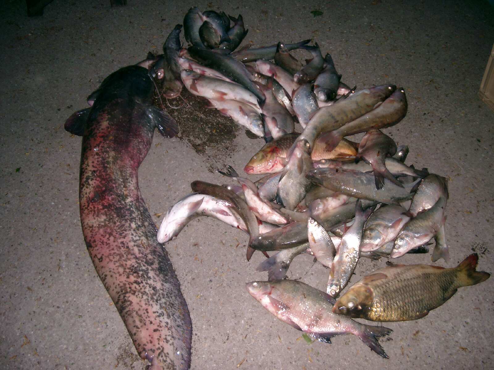 big catfish