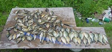 Crappies and basses