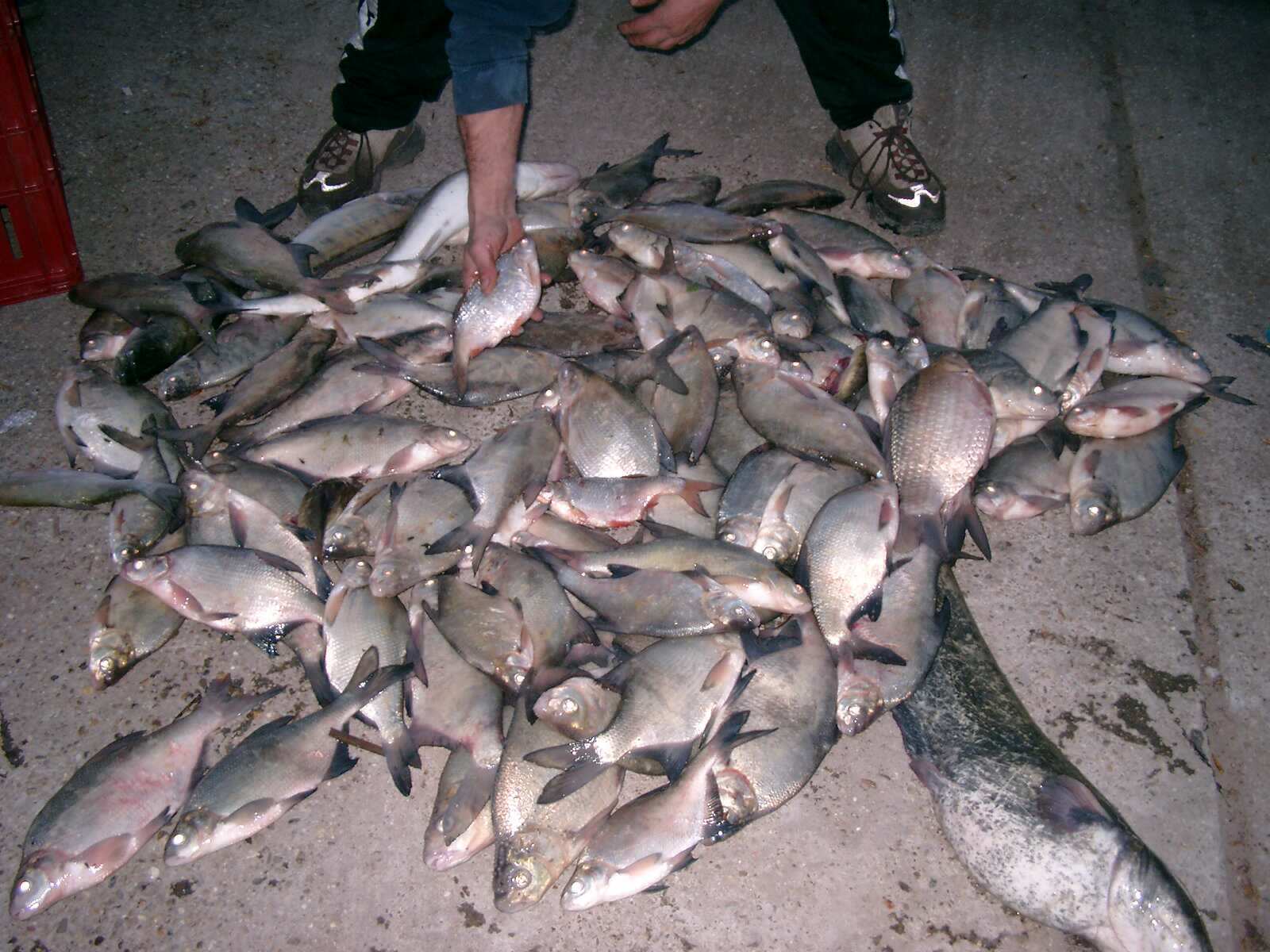 different fish