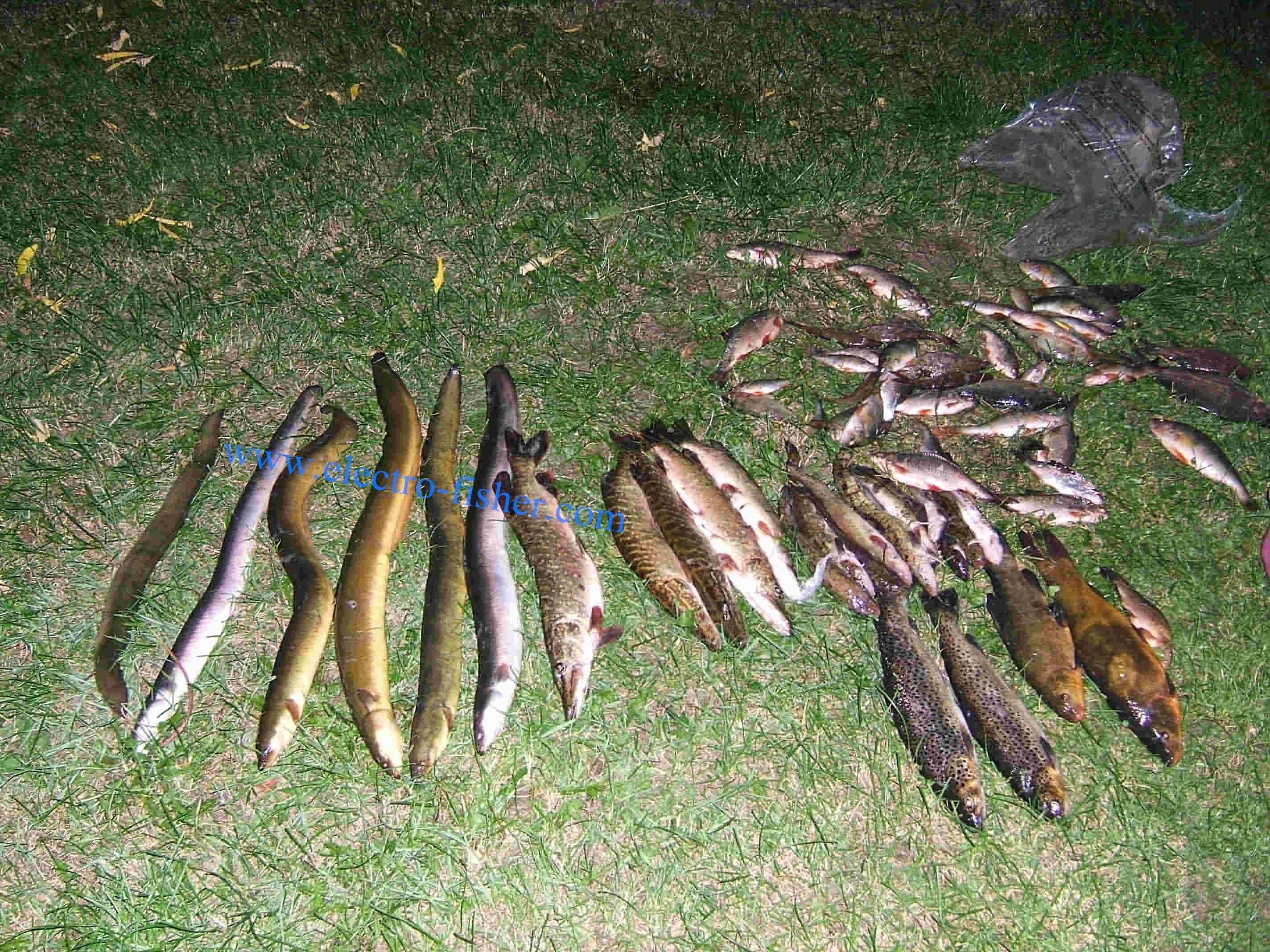 Electro fishing Germany