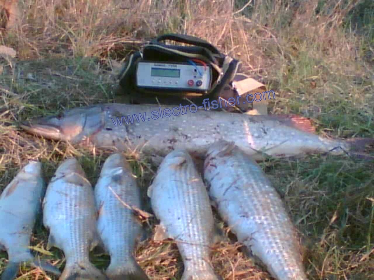 different fish