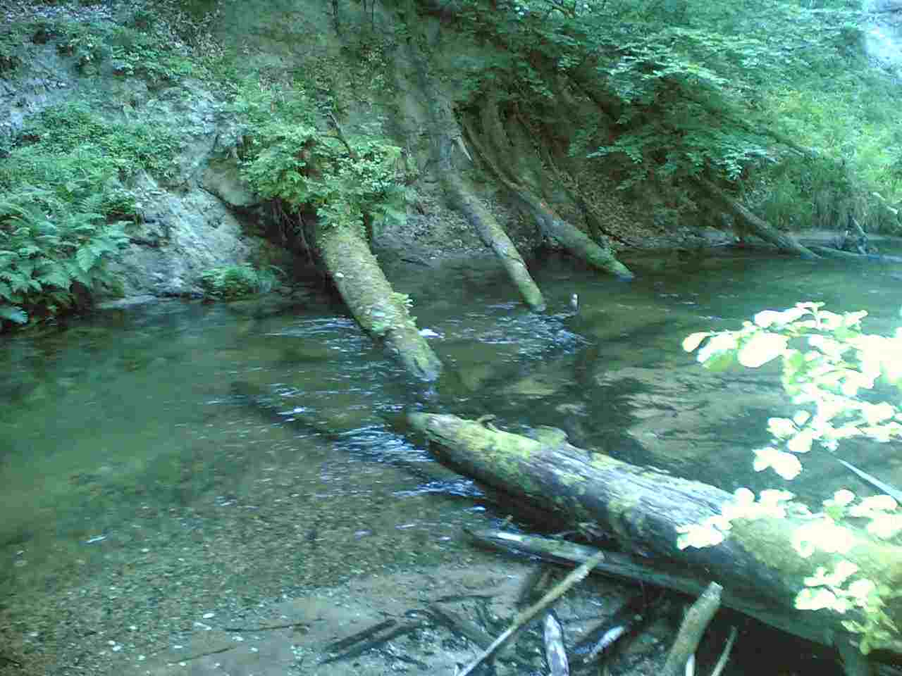 Trouts