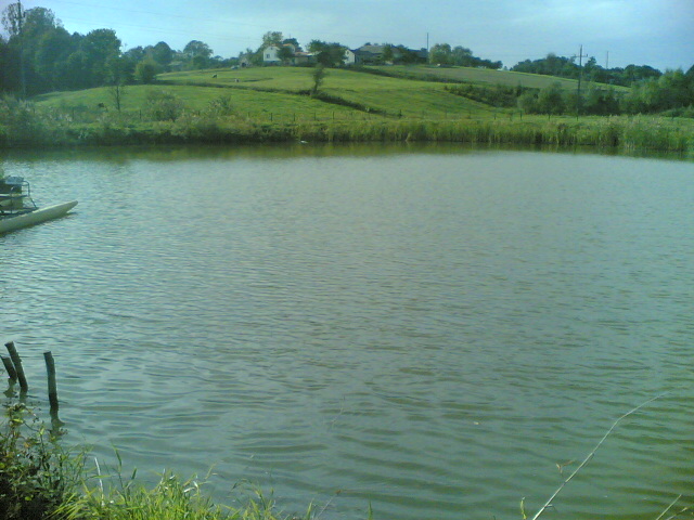 Staw 