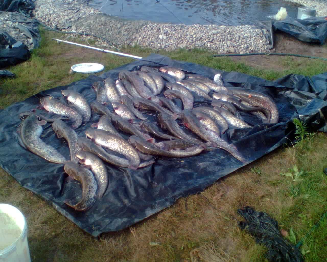 fishing