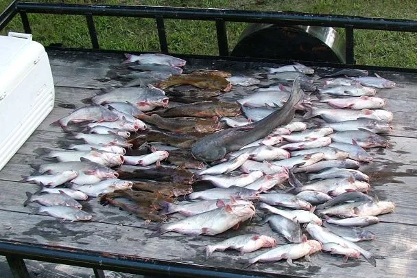 catfish removal from a pond