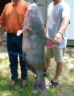 Blue catfish