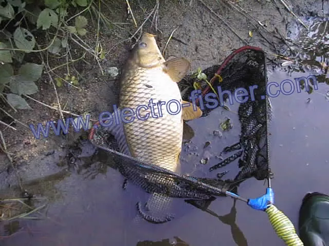  Carp 7 kg