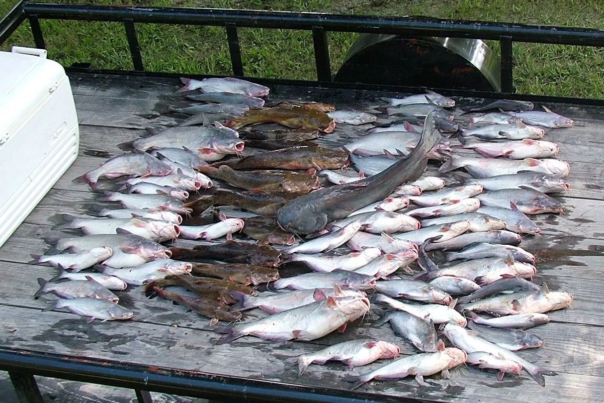 300 pounds of catfish
