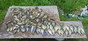 Crappies and basses