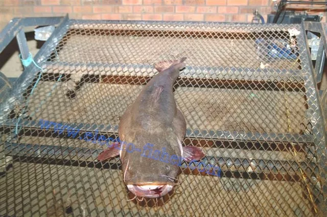 flathead catfish