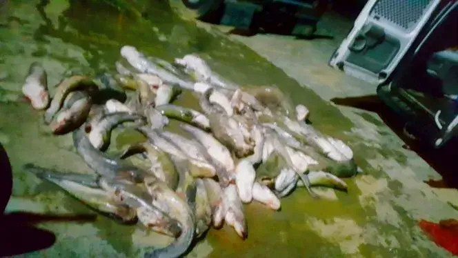 catfish removal from a pond